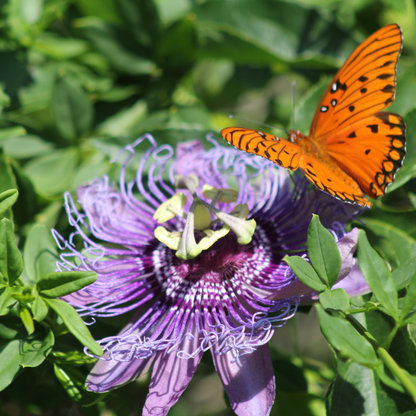 Maypop Seeds | Purple Passionflower | (Passiflora incarnata)