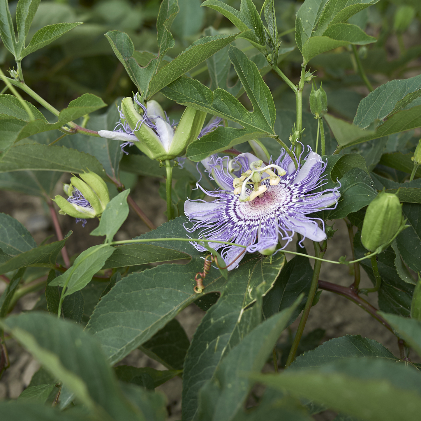 Maypop Seeds | Purple Passionflower | (Passiflora incarnata)