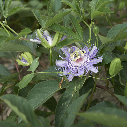 Maypop Seeds | Purple Passionflower | (Passiflora incarnata)