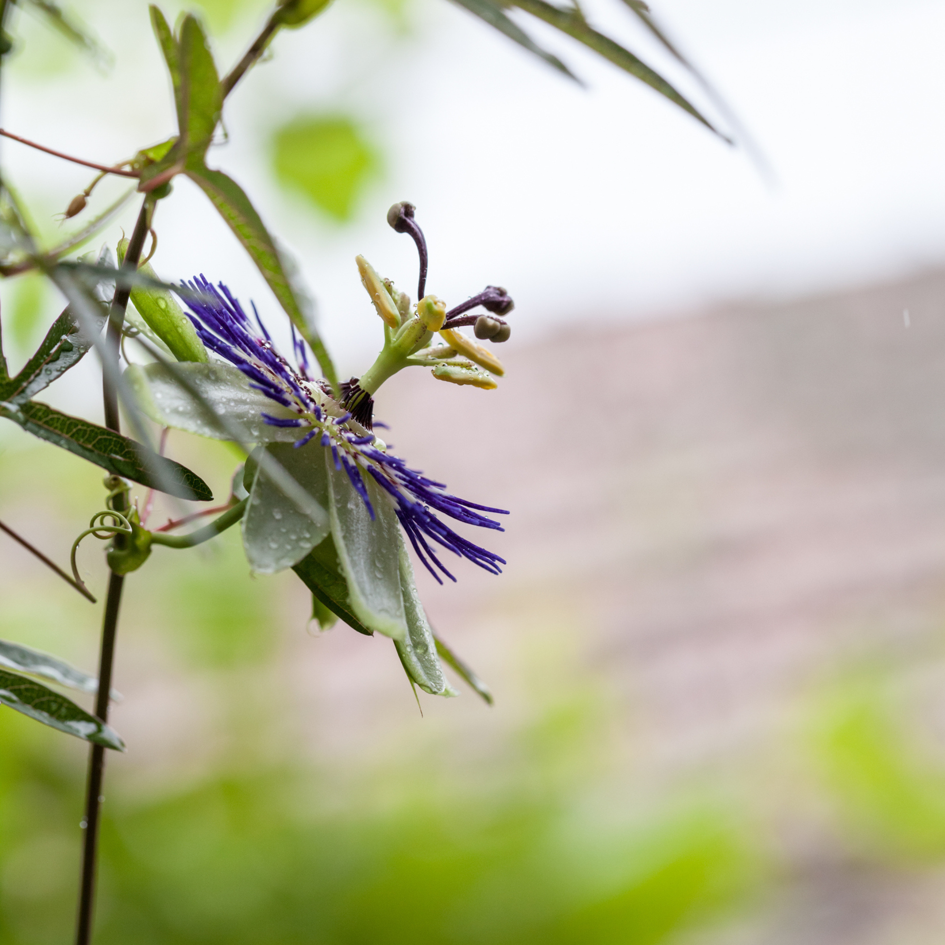 maypop passion flower seeds Passiflora incarnata | Apricot Vine | Maypop Purple