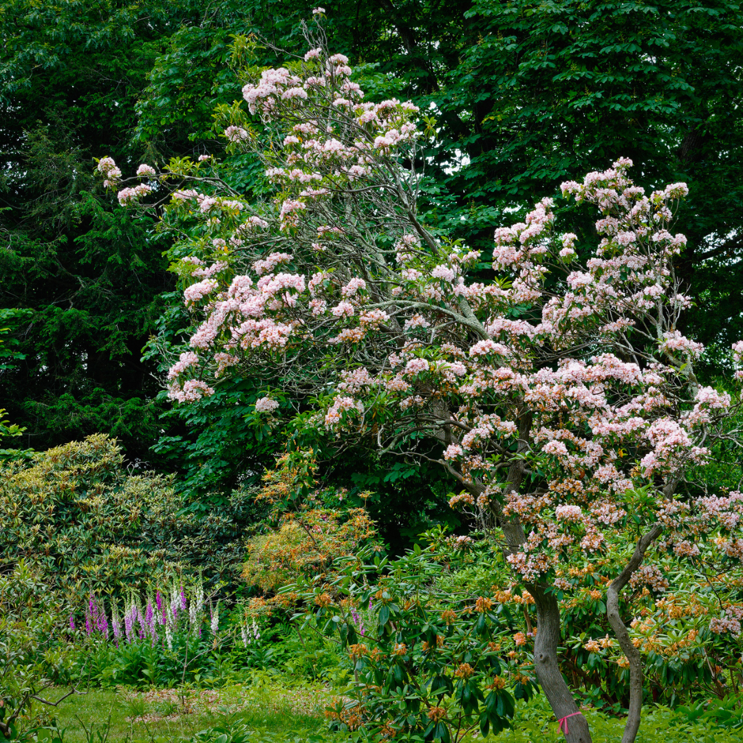 Mountain Laurel Seeds-(Kalmia Latifolia)