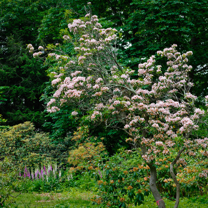 Mountain Laurel Seeds-(Kalmia Latifolia)
