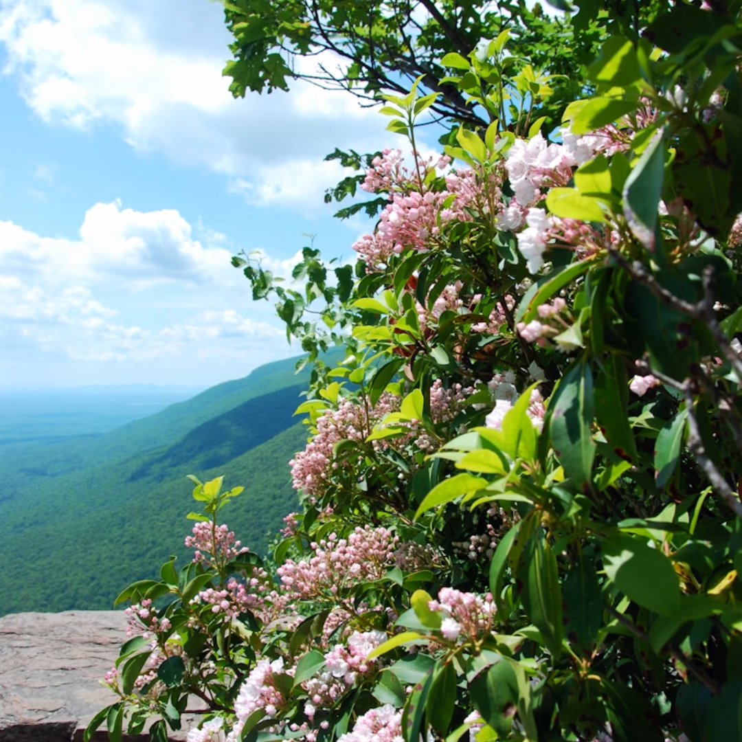 Mountain Laurel Seeds-(Kalmia Latifolia)