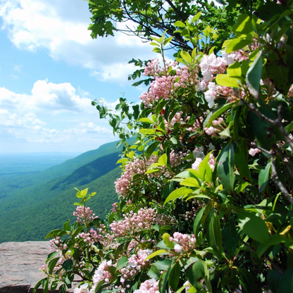 Mountain Laurel Seeds-(Kalmia Latifolia)