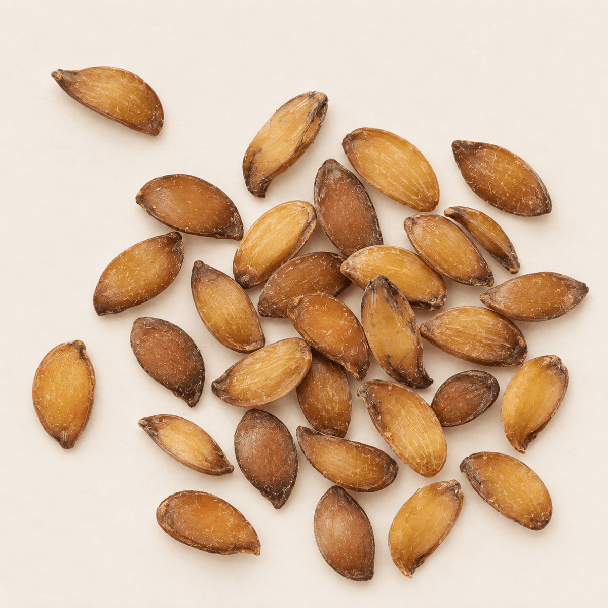 American Mountain Ash Tree Seeds | (Sorbus americana)