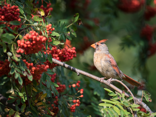 American Mountain Ash Tree Seeds | (Sorbus americana)