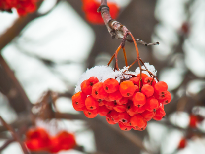 American Mountain Ash Tree Seeds | (Sorbus americana)