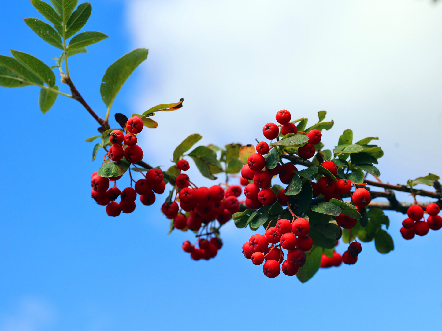 American Mountain Ash Tree Seeds | (Sorbus americana)