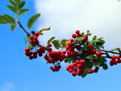 American Mountain Ash Tree Seeds | (Sorbus americana)