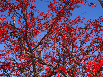 American Mountain Ash Tree Seeds | (Sorbus americana)