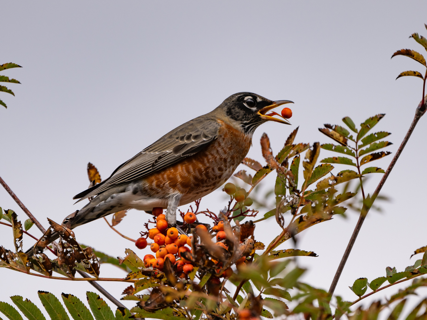 American Mountain Ash Tree Seeds | (Sorbus americana)