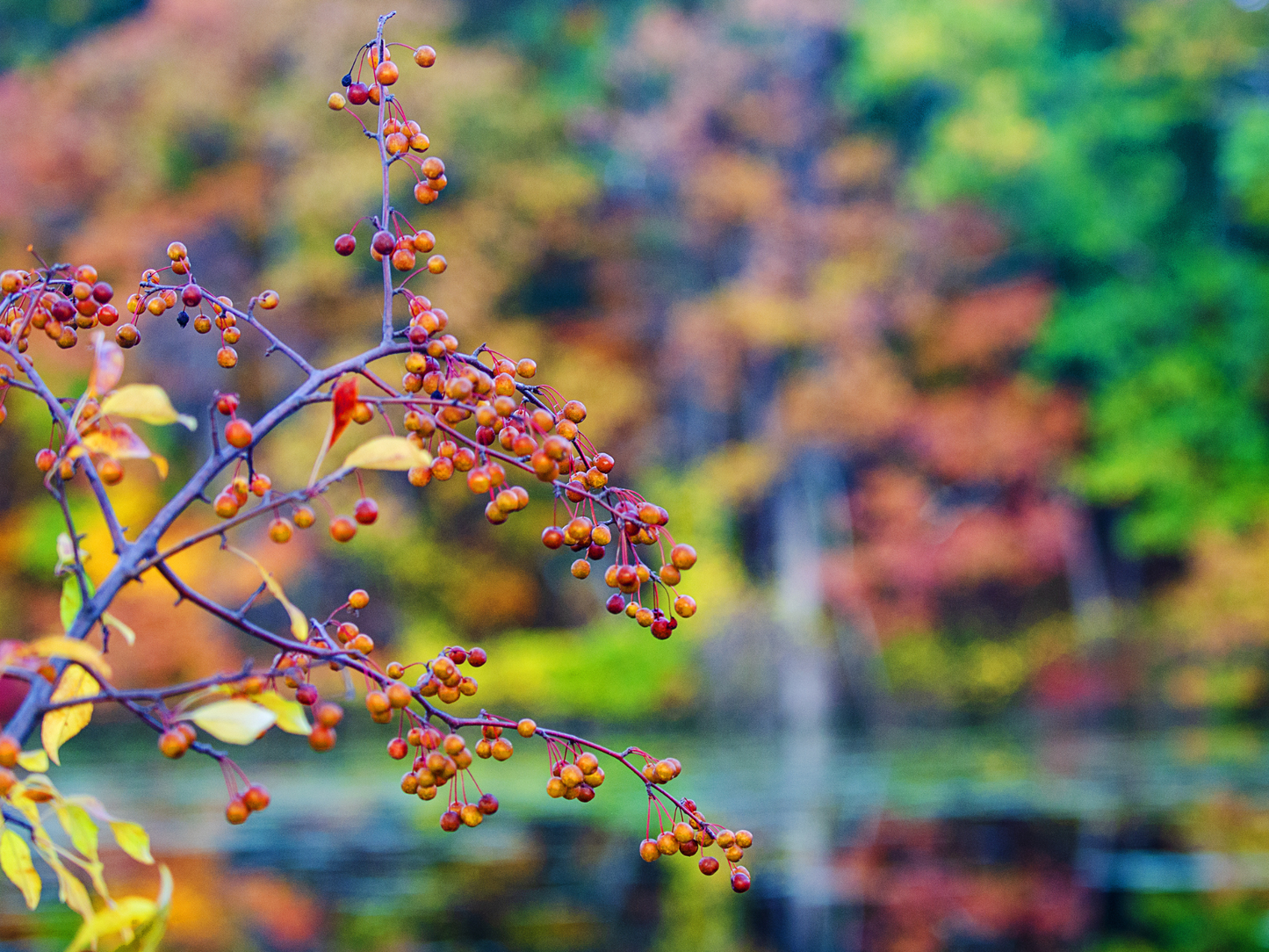 American Mountain Ash Tree Seeds | (Sorbus americana)