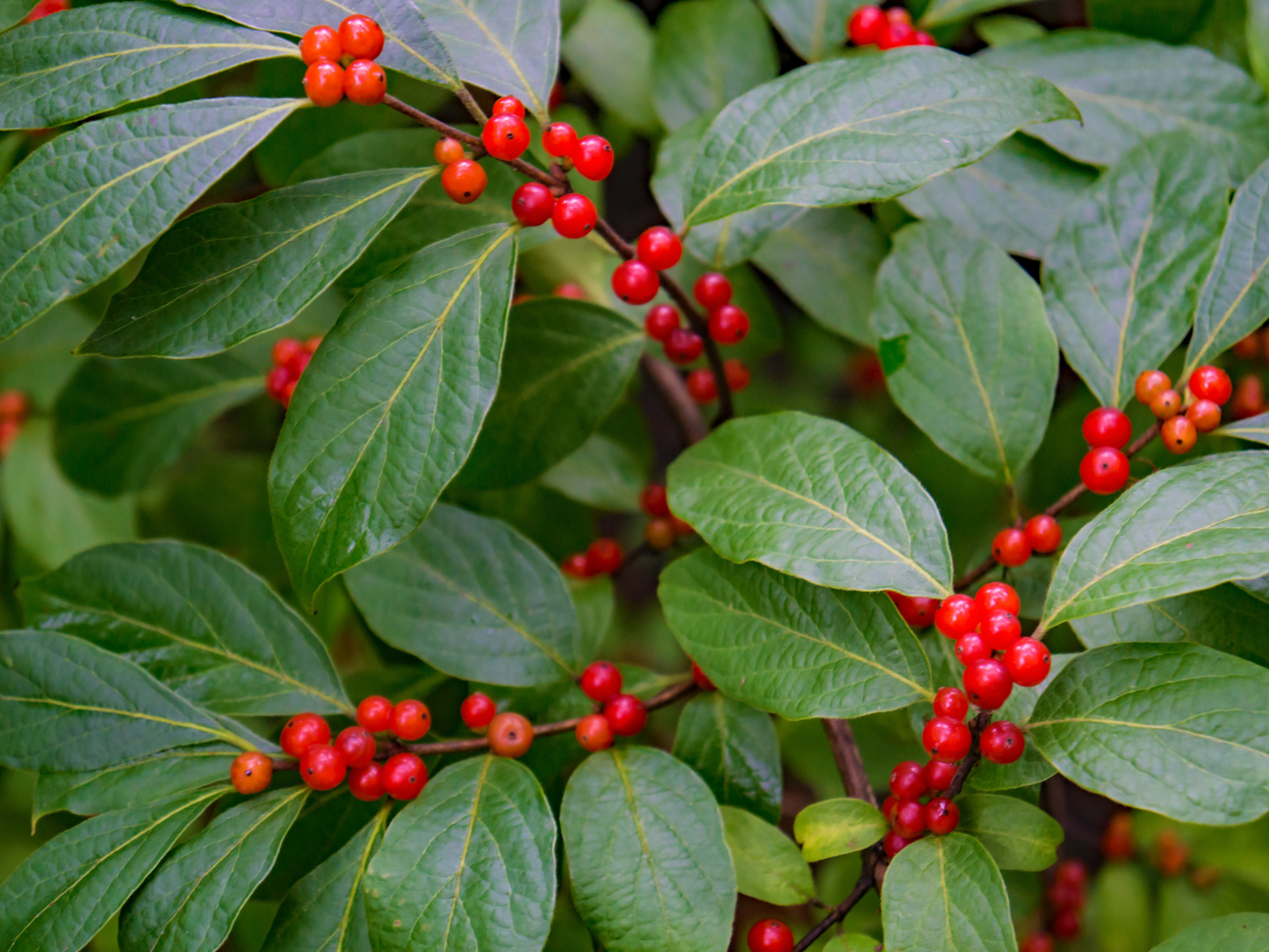 American Mountain Ash Tree Seeds | (Sorbus americana)
