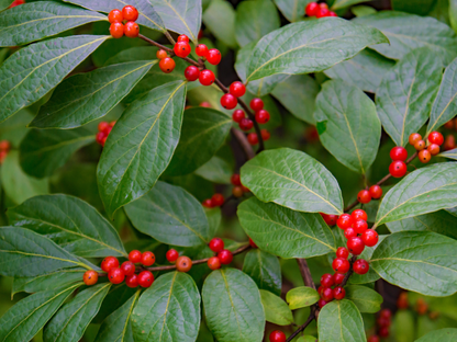 American Mountain Ash Tree Seeds | (Sorbus americana)