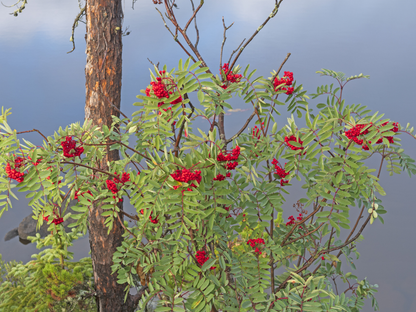 American Mountain Ash Tree Seeds | (Sorbus americana)
