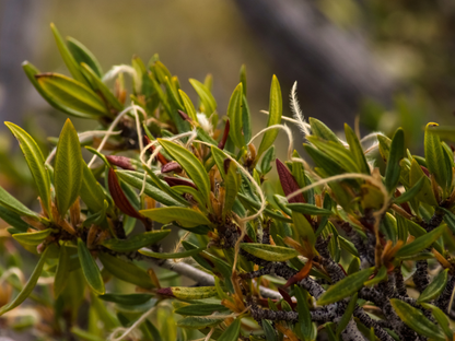 Curl-leaf Mountain Mahogany Tree Seeds | (Cercocarpus ledifolius)