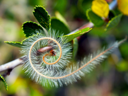 Curl-leaf Mountain Mahogany Tree Seeds | (Cercocarpus ledifolius)
