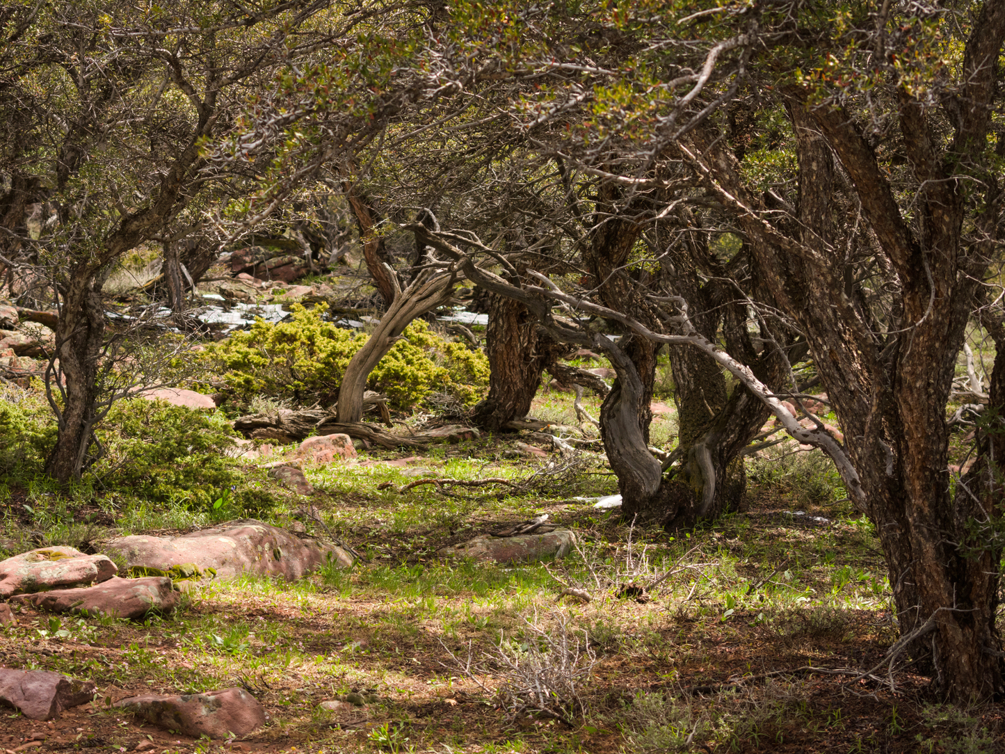Curl-leaf Mountain Mahogany Tree Seeds | (Cercocarpus ledifolius)