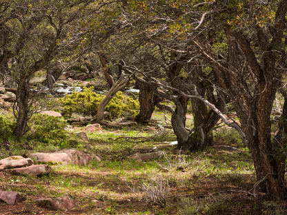 Curl-leaf Mountain Mahogany Tree Seeds | (Cercocarpus ledifolius)