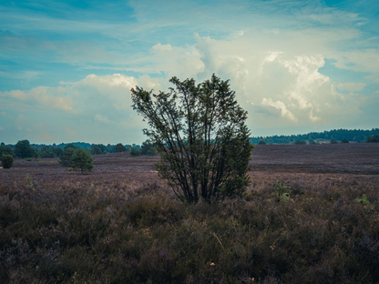 Curl-leaf Mountain Mahogany Tree Seeds | (Cercocarpus ledifolius)