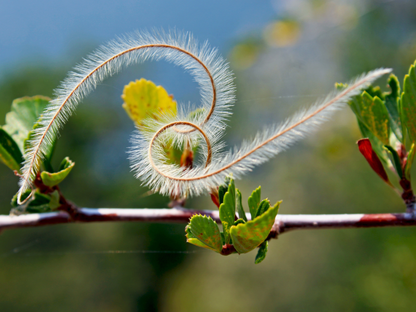 Curl-leaf Mountain Mahogany Tree Seeds | (Cercocarpus ledifolius)