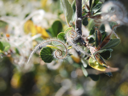 Curl-leaf Mountain Mahogany Tree Seeds | (Cercocarpus ledifolius)