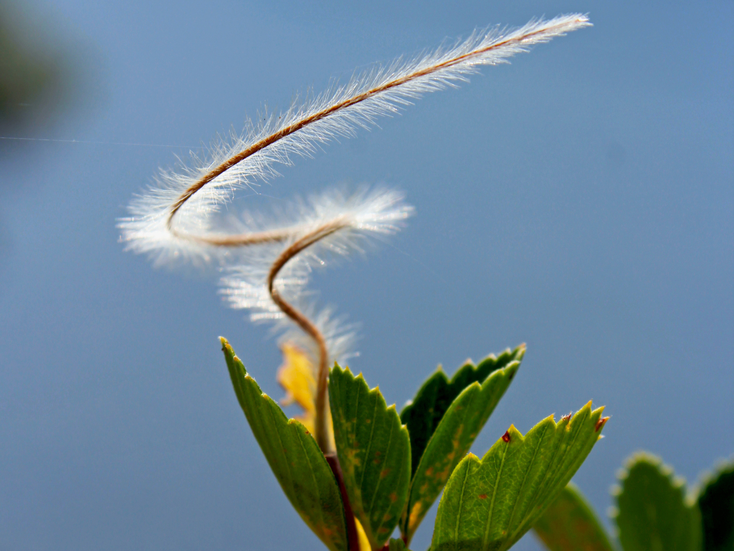 Curl-leaf Mountain Mahogany Tree Seeds | (Cercocarpus ledifolius)