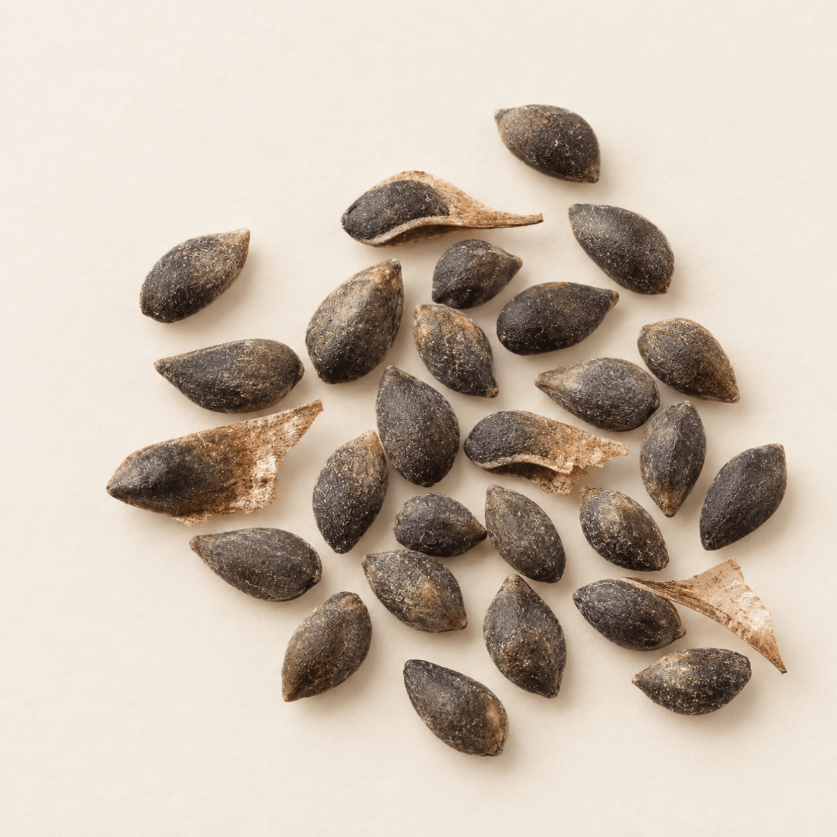 Mugo Pine Tree Seeds (Pinus mugo)