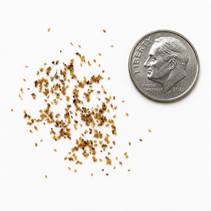 Mountain Laurel Seeds-(Kalmia Latifolia)