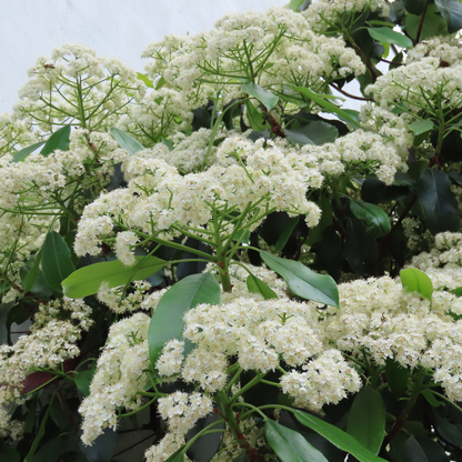 Nannyberry Tree Seeds | Sheepberry | (Viburnum lentago)