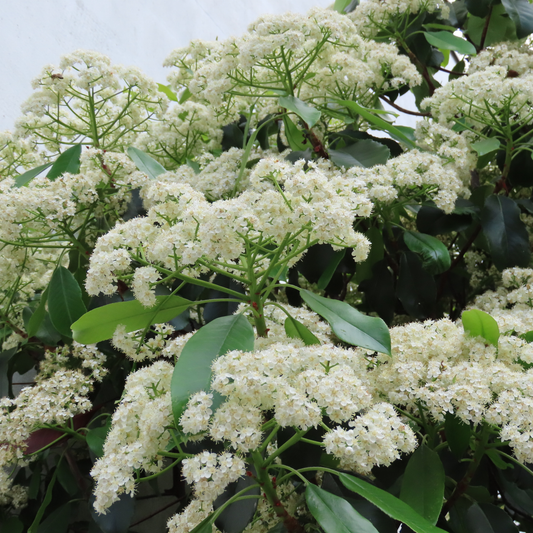 Nannyberry Tree Seeds | Sheepberry | (Viburnum lentago)