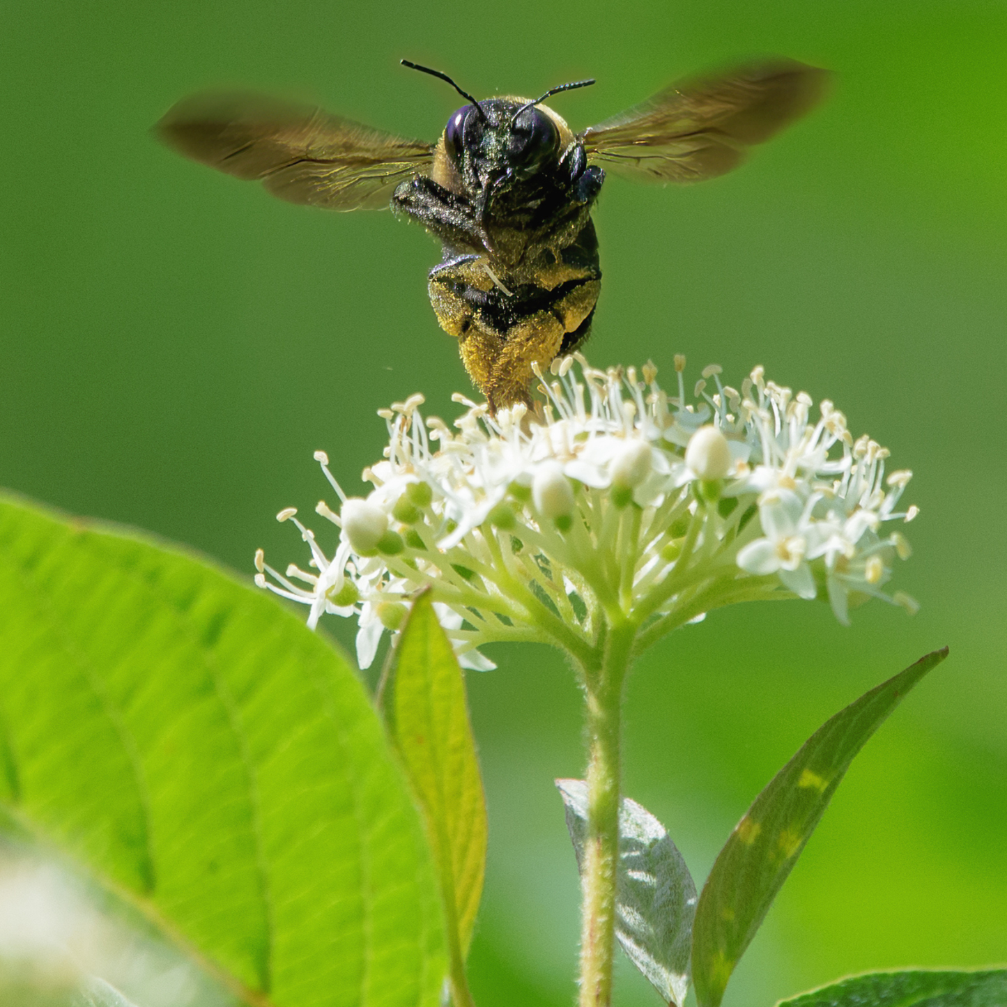 Nannyberry Tree Seeds | Sheepberry | (Viburnum lentago)