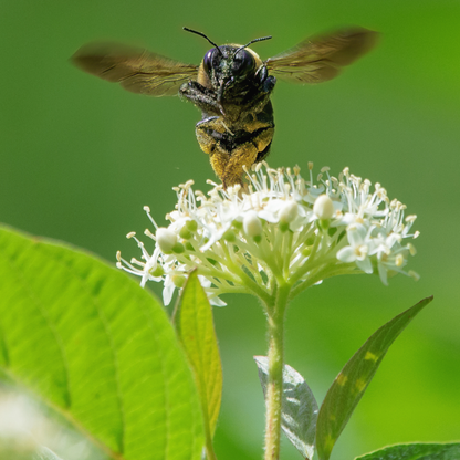 Nannyberry Tree Seeds | Sheepberry | (Viburnum lentago)