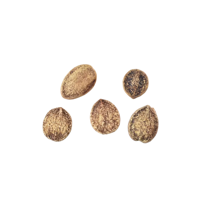 Nannyberry Tree Seeds | Sheepberry | (Viburnum lentago)