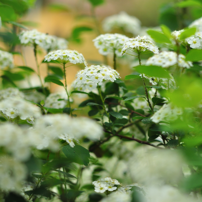 Nannyberry Tree Seeds | Sheepberry | (Viburnum lentago)