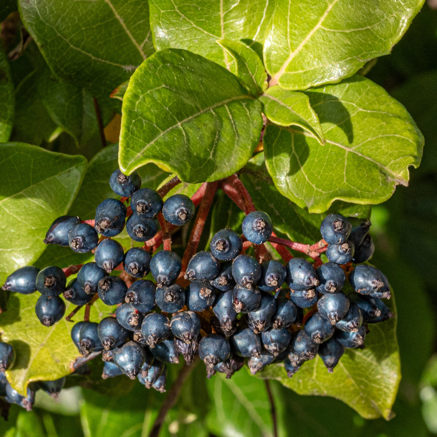 Nannyberry Tree Seeds | Sheepberry | (Viburnum lentago)