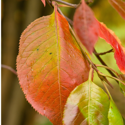 Nannyberry Tree Seeds | Sheepberry | (Viburnum lentago)