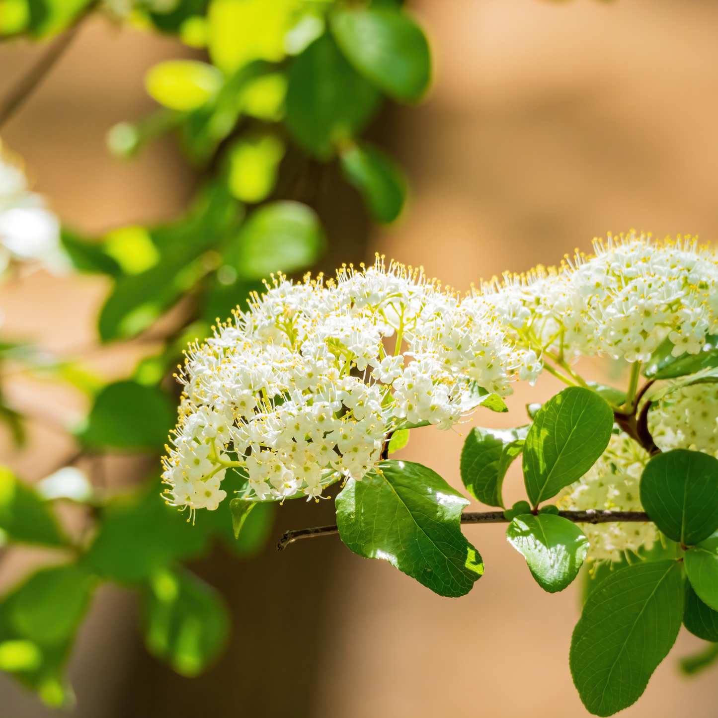 Nannyberry Tree Seeds | Sheepberry | (Viburnum lentago)