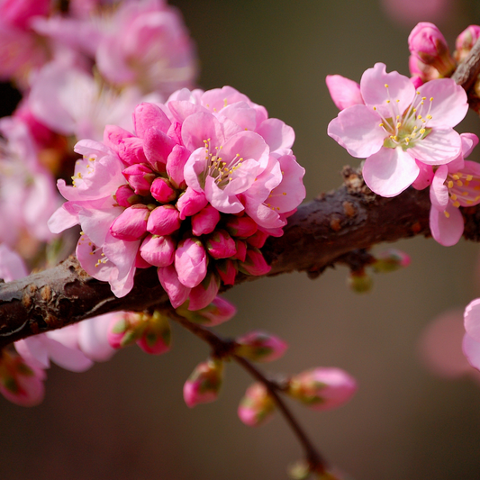Nemaguard Peach Tree Seeds | (Prunus persica var. Nemaguard)