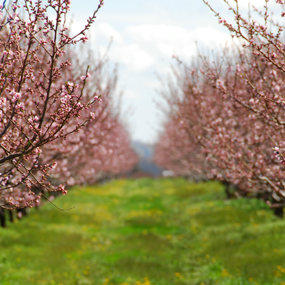 Nemaguard Peach Tree Seeds | (Prunus persica var. Nemaguard)