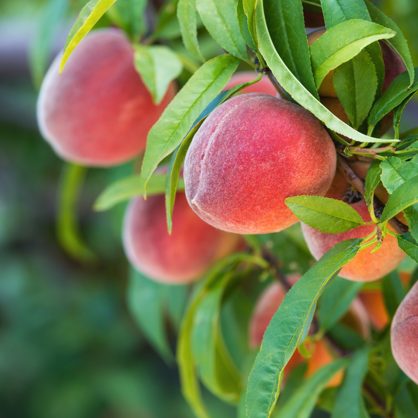 Nemaguard Peach Tree Seeds | (Prunus persica var. Nemaguard)