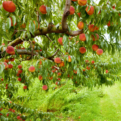 Nemaguard Peach Tree Seeds | (Prunus persica var. Nemaguard)
