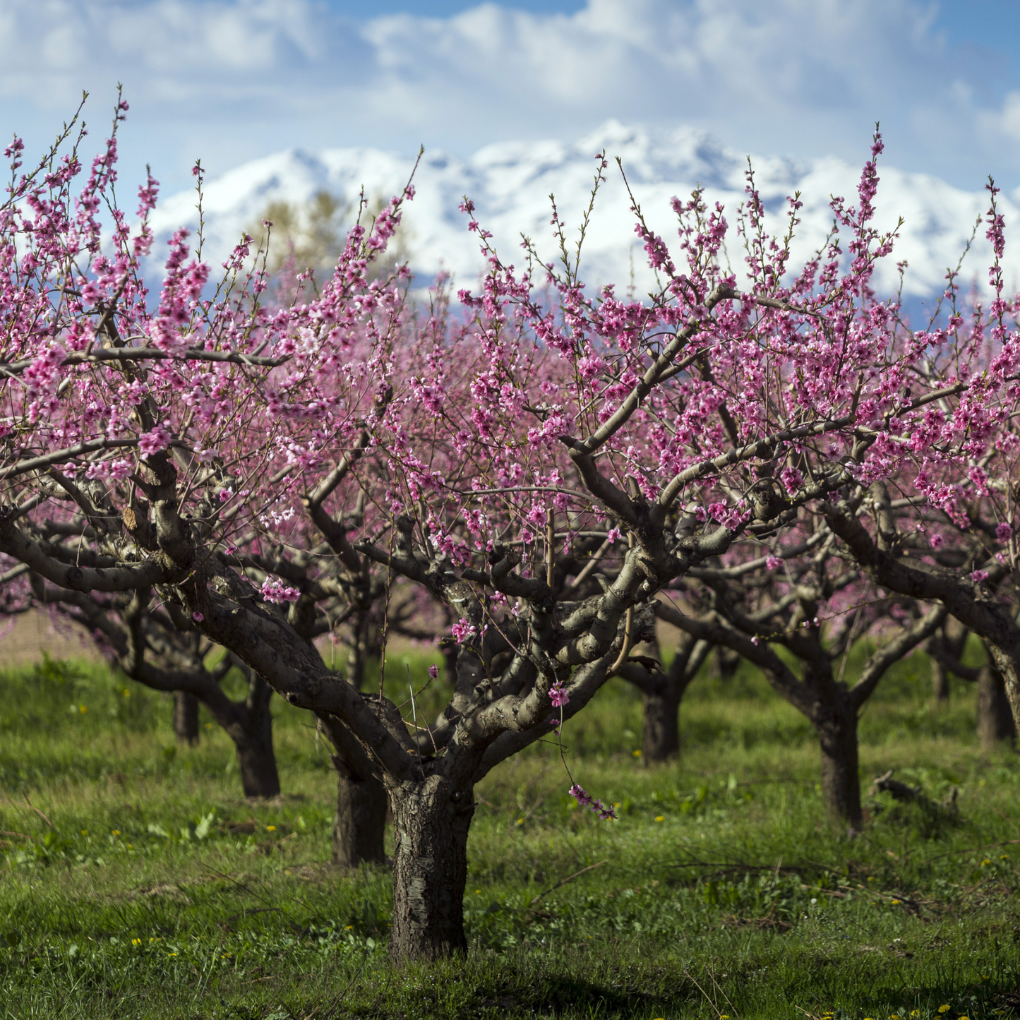 Nemaguard Peach Tree Seeds | (Prunus persica var. Nemaguard)