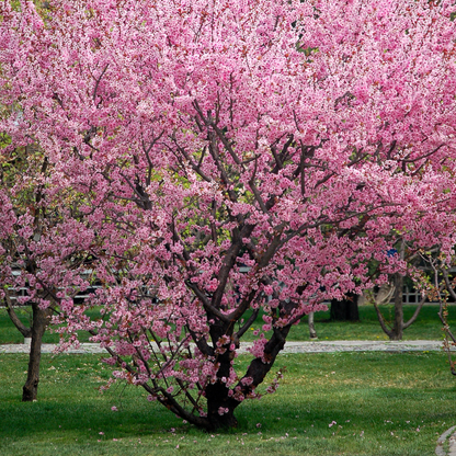 Nemaguard Peach Tree Seeds | (Prunus persica var. Nemaguard)