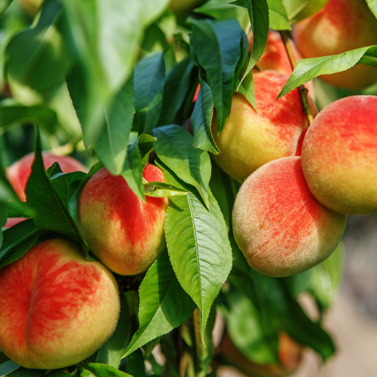 Nemaguard Peach Tree Seeds | (Prunus persica var. Nemaguard)