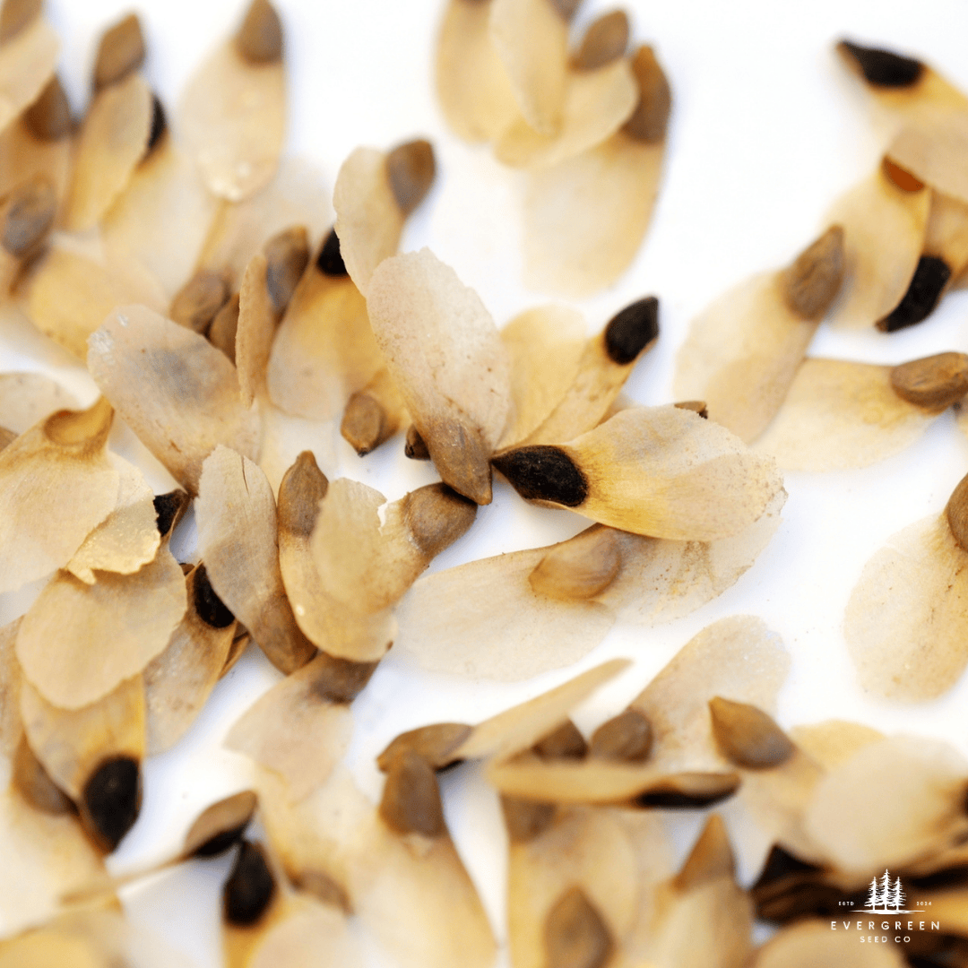 Norway Spruce Tree Seeds- (Picea abies)