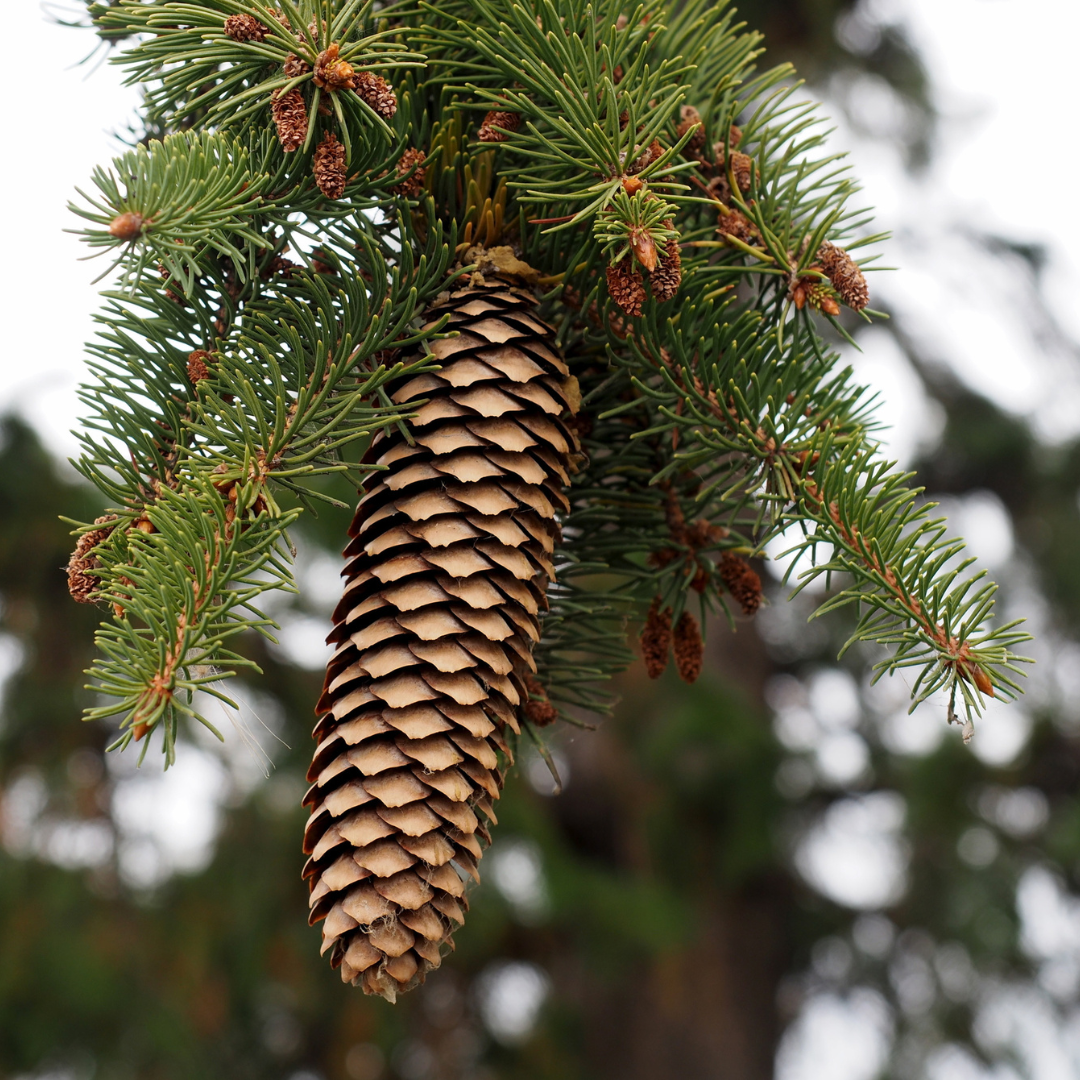 Norway Spruce Tree Seeds- (Picea abies)