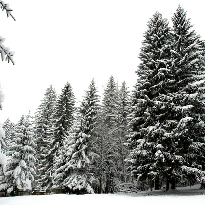 Norway Spruce Tree Seeds- (Picea abies)