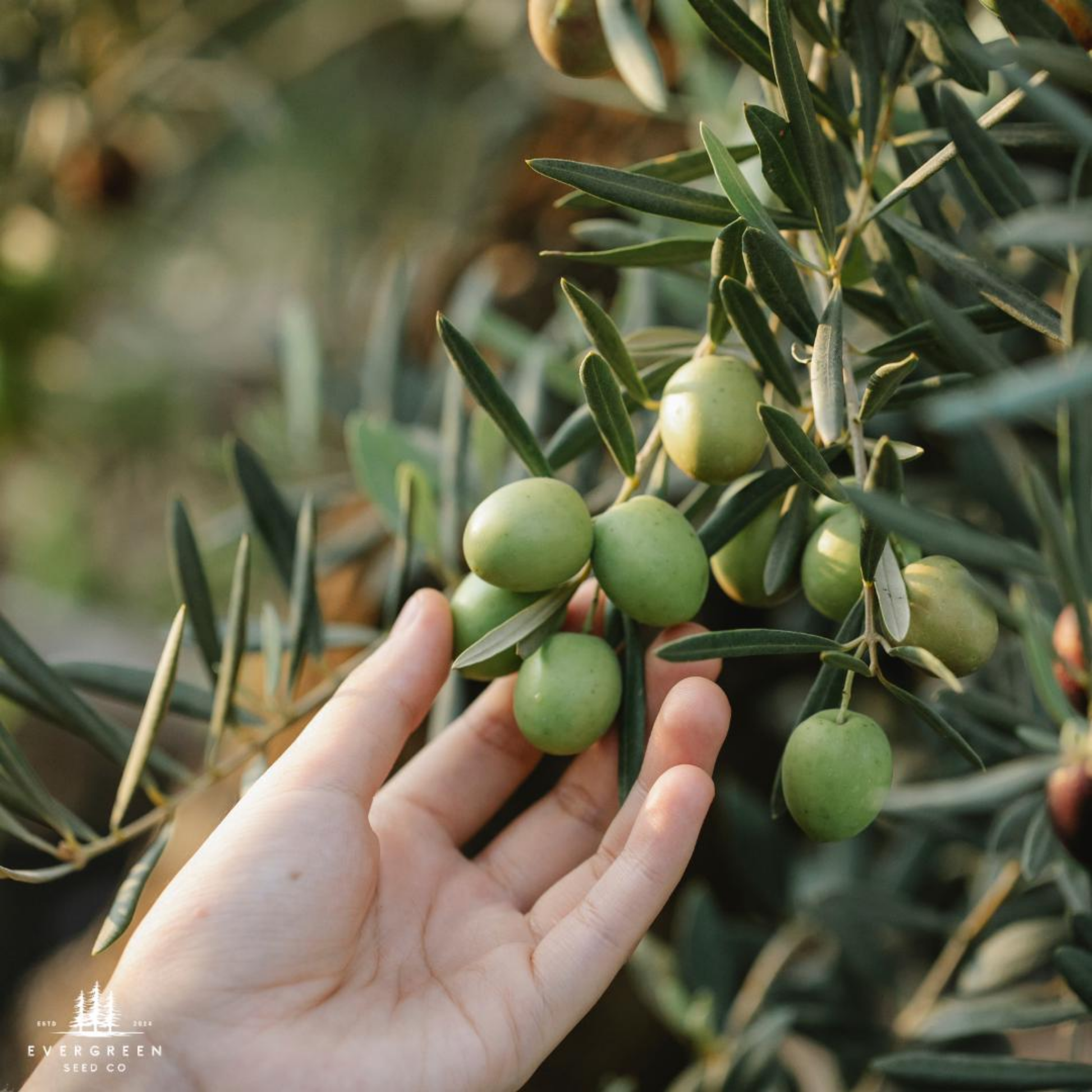 buy olive seeds for planting Olive Tree Seeds (Olea europaea)