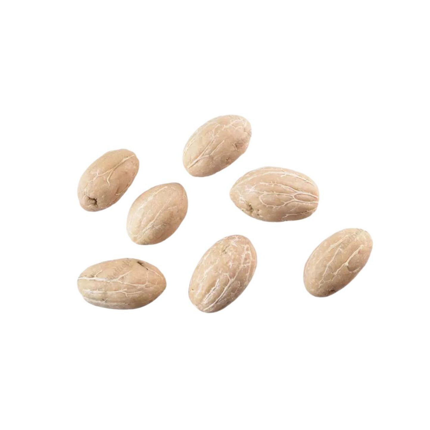 Olive Tree Seeds (Olea europaea)